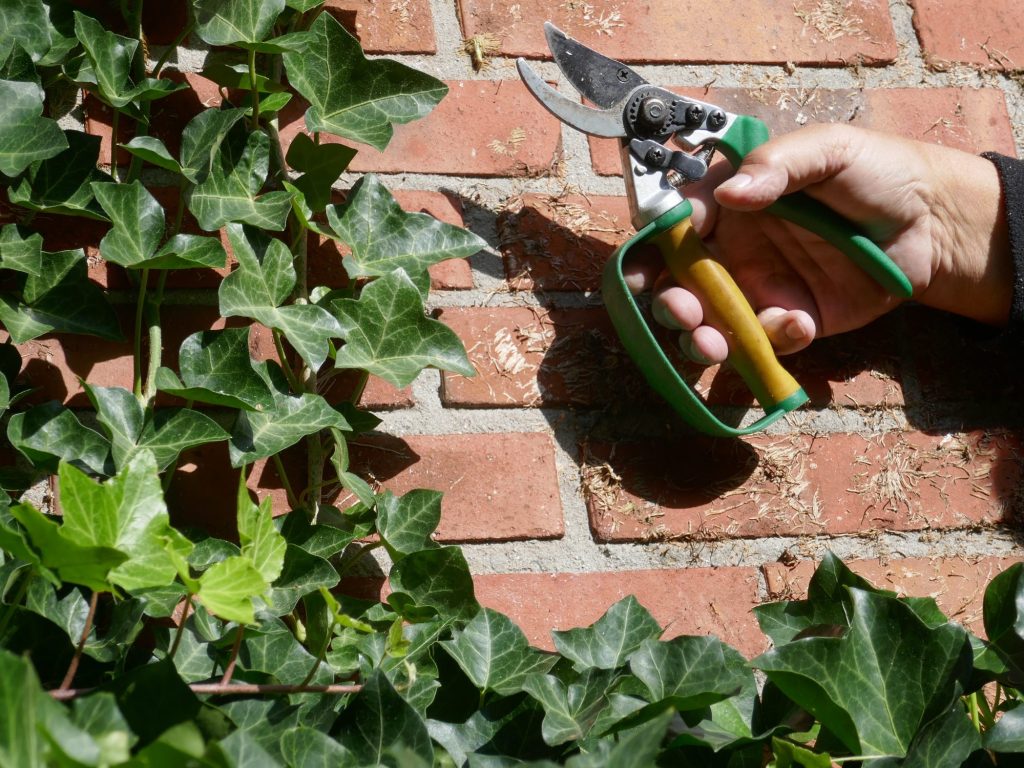 Snoeien hedera muur