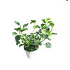 Hedera Helix Arborescens
