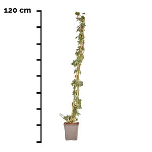 Hedera Helix (kleinbladig) 120cm