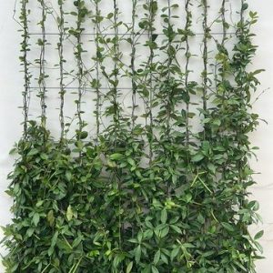 Alternative view of kant-en-klaar haag Toscaanse jasmijn (Trachelospermum jasminoides) 120 x 180 cm