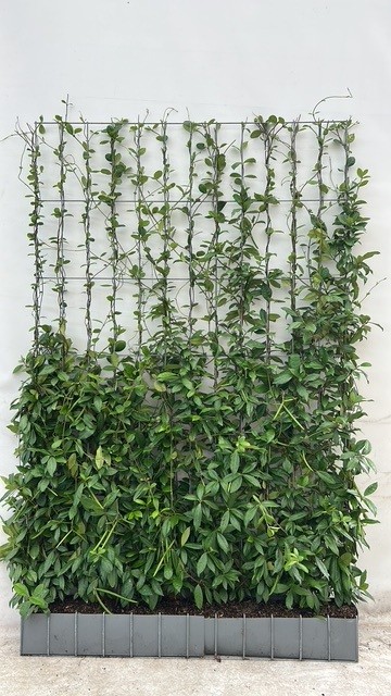 kant-en-klaar haag Toscaanse jasmijn (Trachelospermum jasminoides) 120 x 180 cm - Afbeelding 2