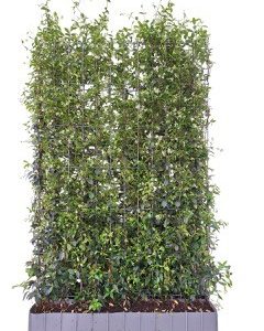 kant-en-klaar haag Toscaanse jasmijn (Trachelospermum jasminoides) 120 x 180 cm