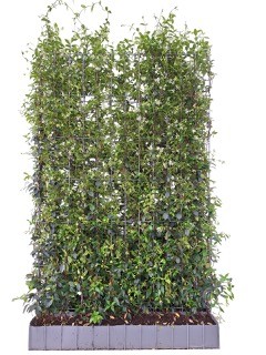 kant-en-klaar haag Toscaanse jasmijn (Trachelospermum jasminoides) 120 x 180 cm